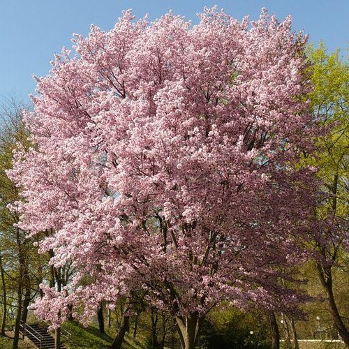 A picturre of a pink blooming cherry tree