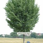 Picture of a large Elm tree